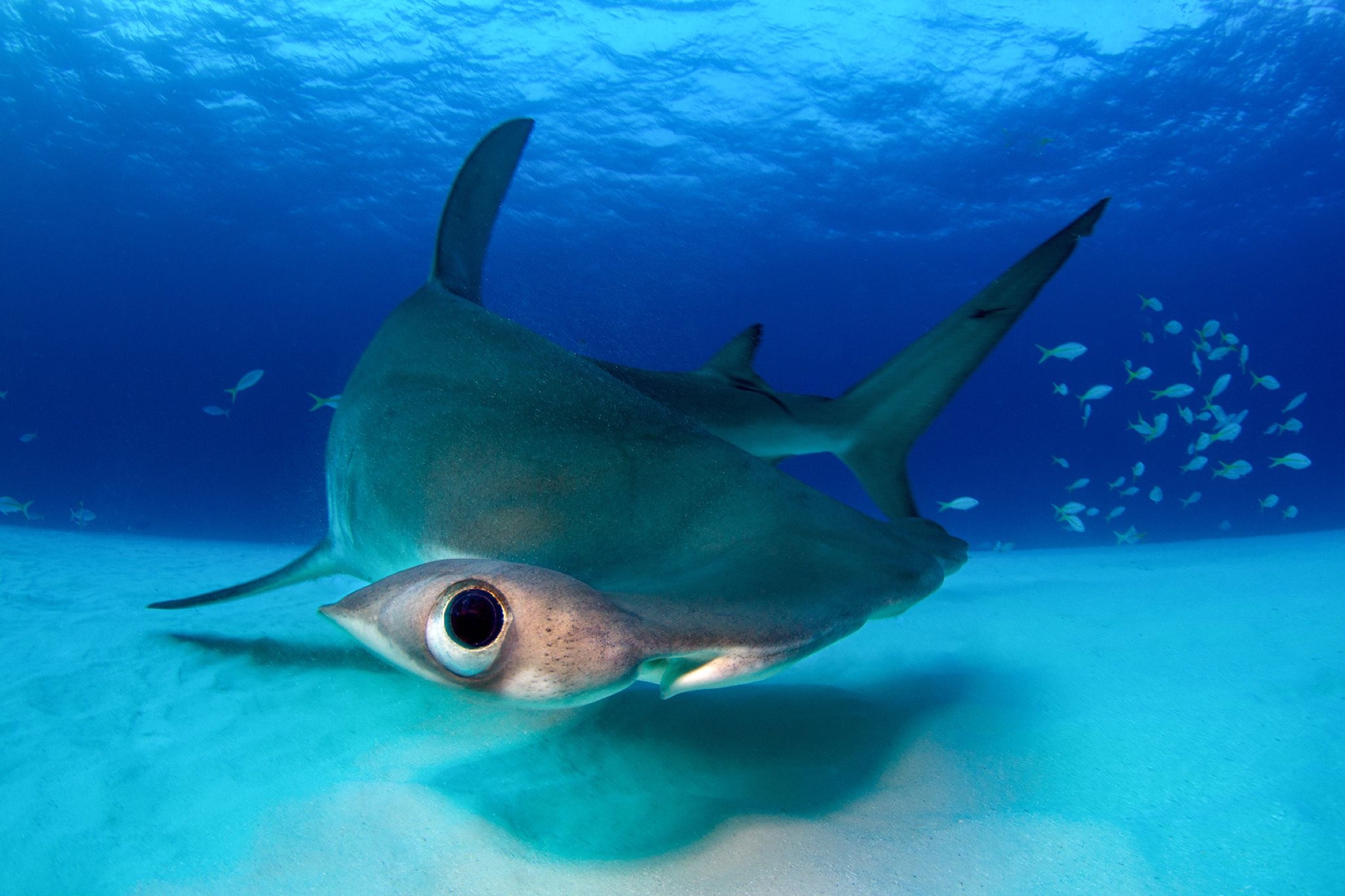Hammerhead Sharks